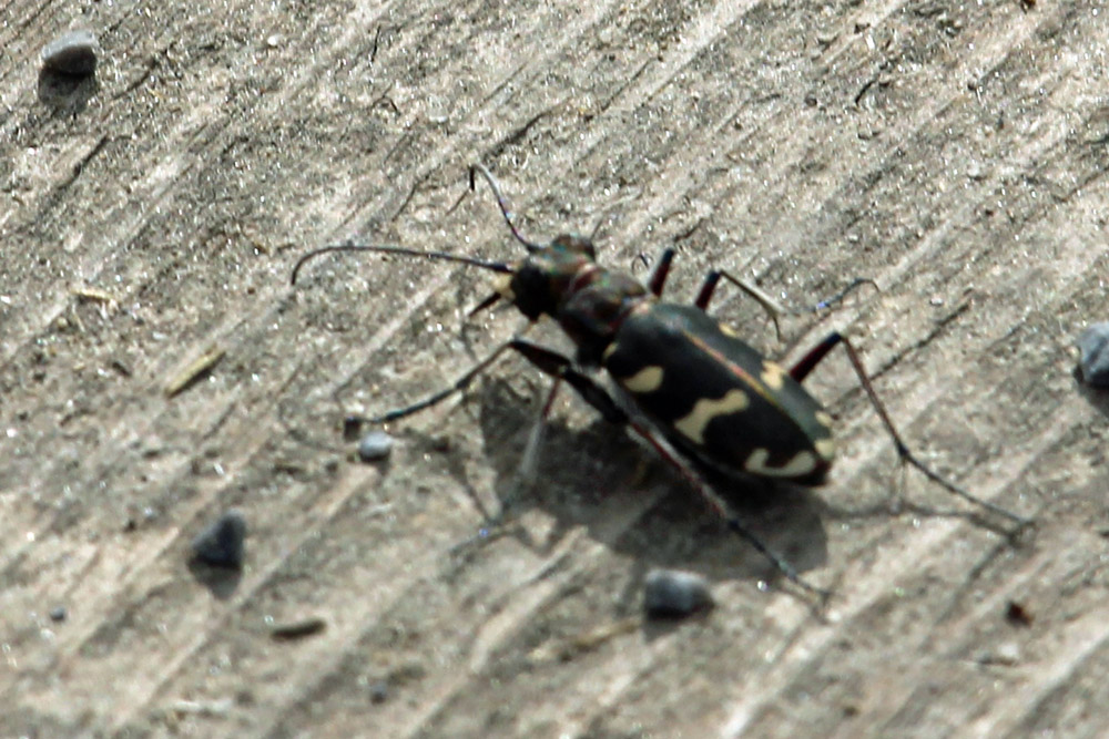 Cicindela hybrida transversalis, Carabidae,